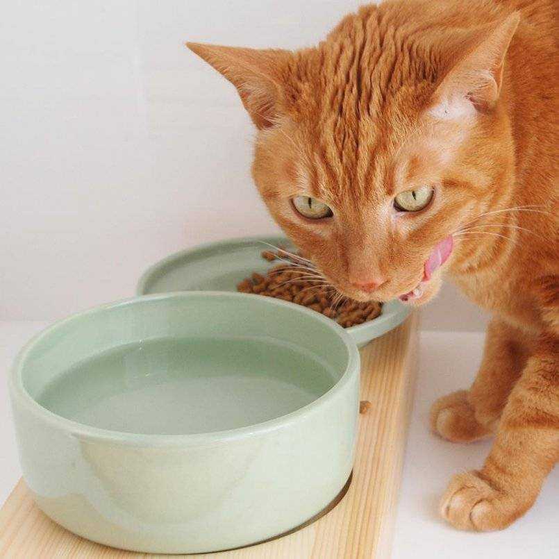 Молоко для кастрированного кота: можно ли его давать