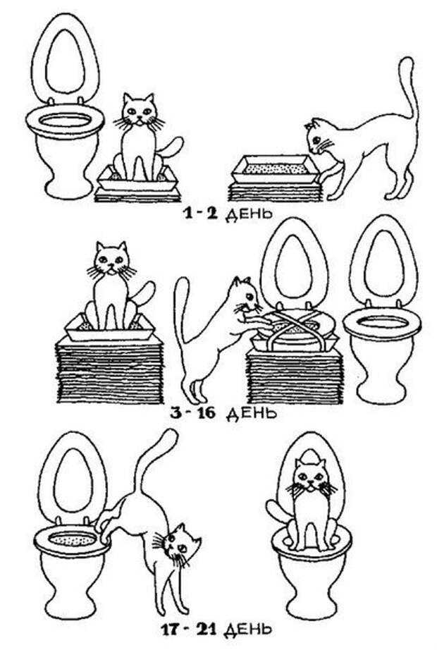 Как приучить кота к лотку на новом месте? способы приучения кошки или котенка к лотку в новом доме