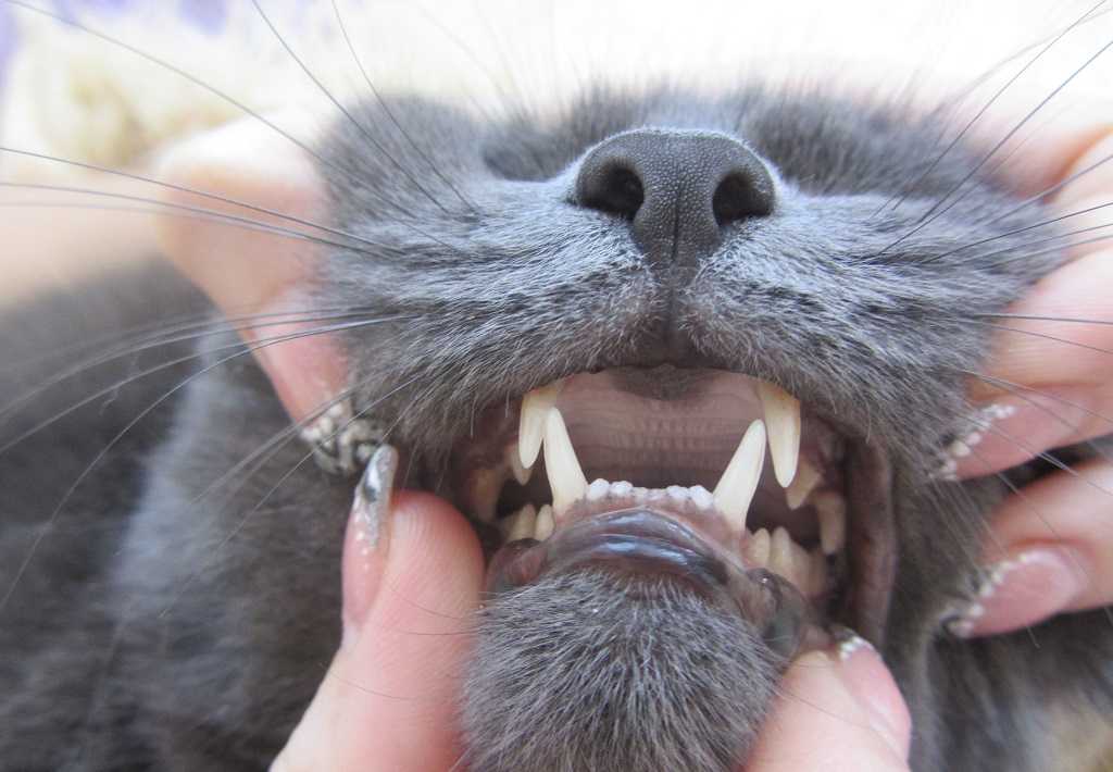 Почему котенок дышит с открытым ртом