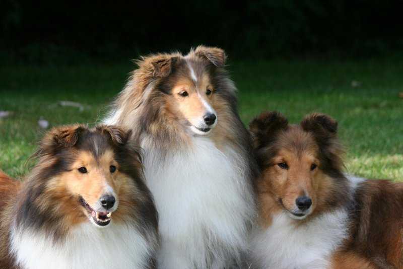 Шелти (шетландская овчарка): характер и фото собаки, все об уходе