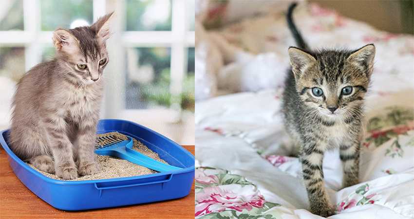 5 способов, как приучить котенка пить воду из миски