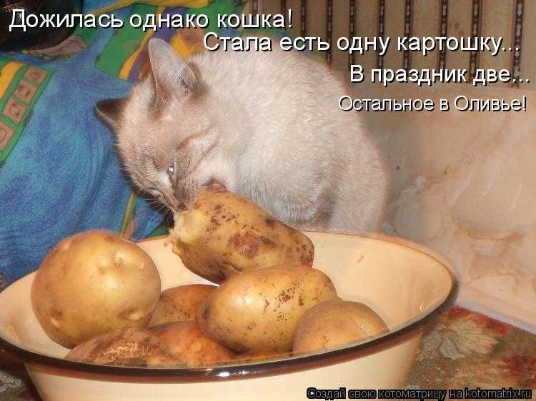 Можно ли кормить кота вареной картошкой