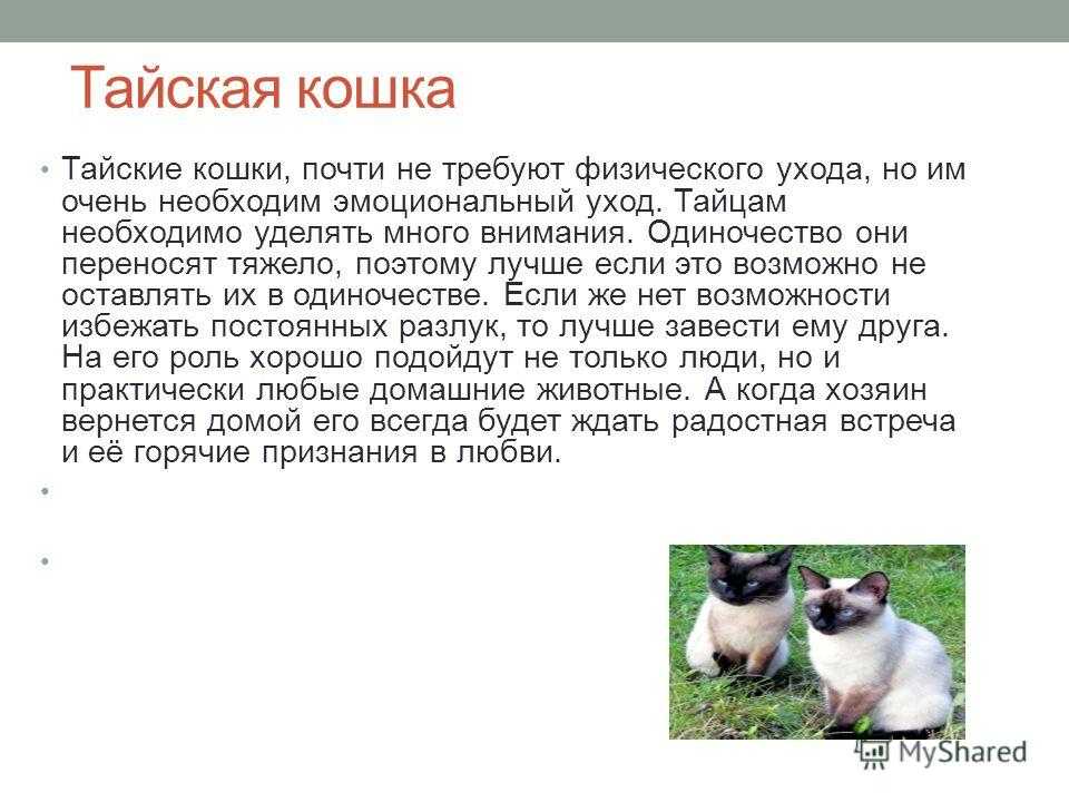 Отличия сиамской кошки от тайской (25 фото): чем они отличаются во внешности? различия котов в характере