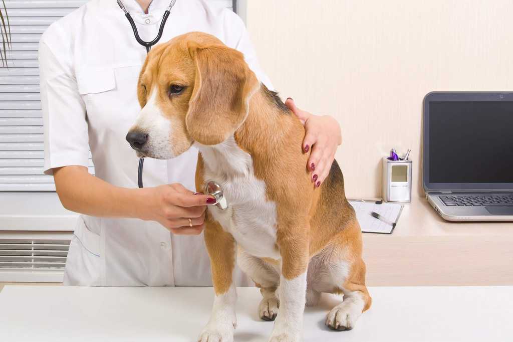 Астма у собак: симптомы, диагностика, лечение