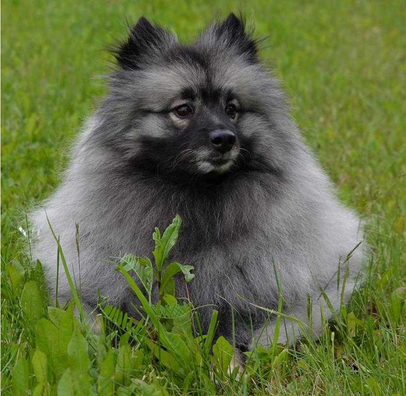 Характеристика собак породы кеесхонд с отзывами и фото