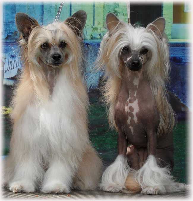 Китайская хохлатая собака (74 фото): сколько живут собаки породы китайская хохлатая? плюсы и минусы содержания щенков, размеры и характер