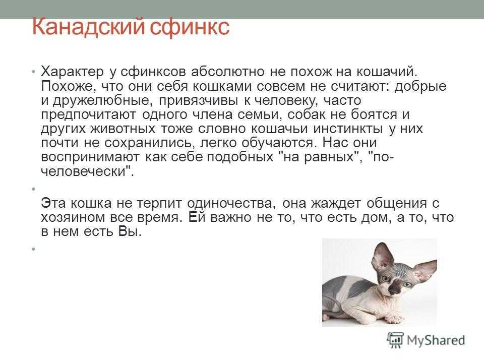 Бассет хаунд собака. описание, особенности, уход и цена бассет хаунда | sobakagav.ru