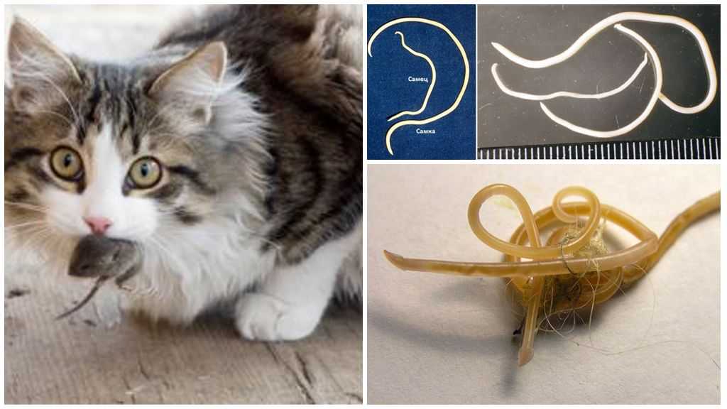 Симптомы и лечение глистов у кошек в домашних условиях рассмотрим в данной статье более подробно и доступно для всех желающих узнать