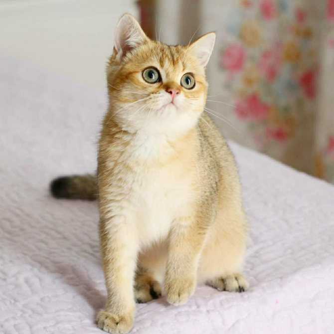 Кошка золотая шиншилла (35 фото): особенности котят золотистой породы, различия кошек шотландского и английского происхождения, черты характера животного