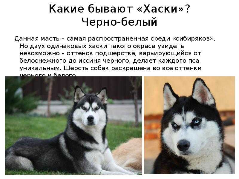 Хаски сибирский: фото собаки и характеристика породы