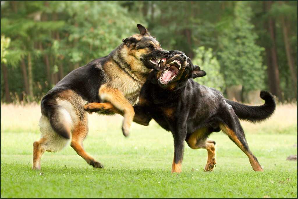 Синдром ярости: идиопатическая агрессия у собак - признаки, причины, коррекция