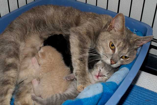 Подготовка к родам кошки. роды у кошек что приготовить для родов кошки