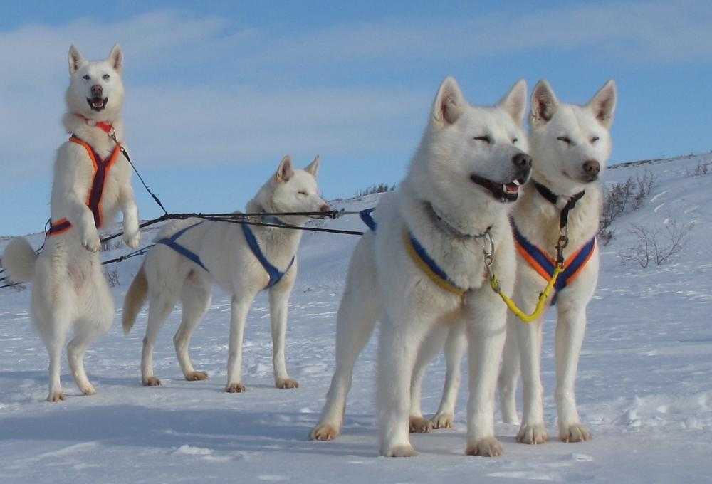 Северные породы собак — от всеми любимых до малоизвестных