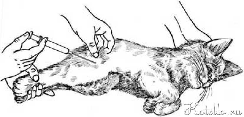 Как сделать укол кошке внутримышечно - советы, видео
