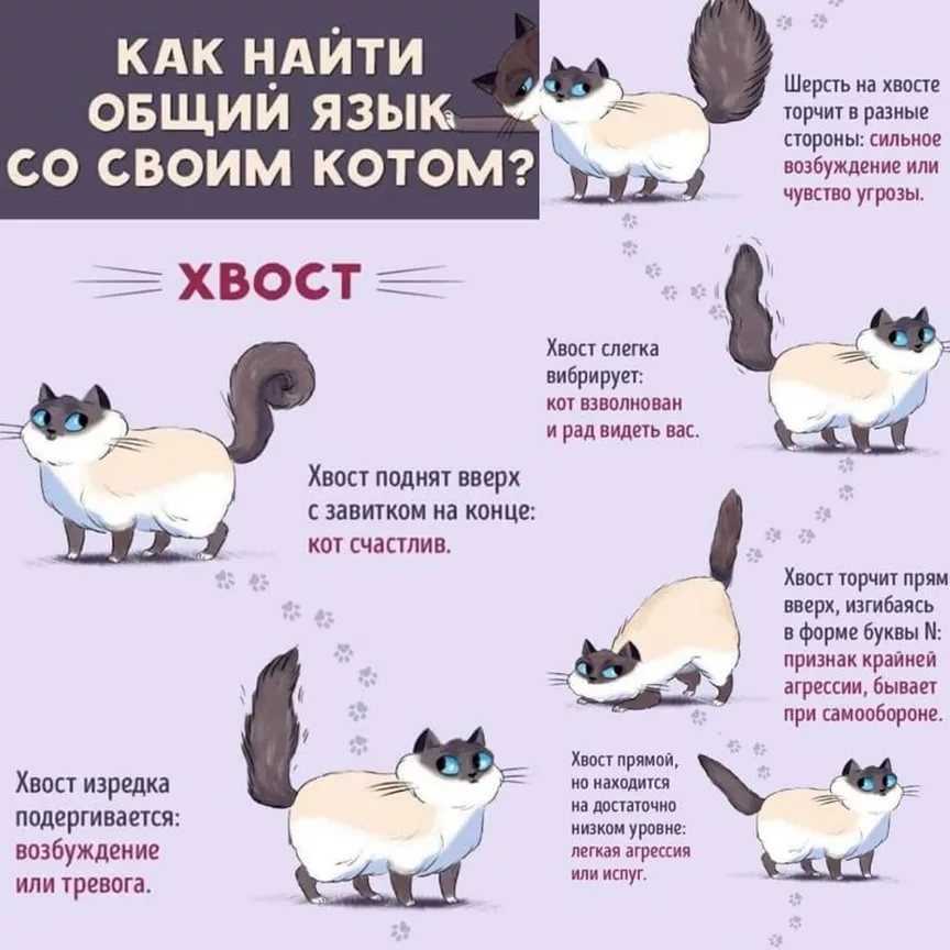 Почему кошка бегает за своим хвостом - kotiko.ru