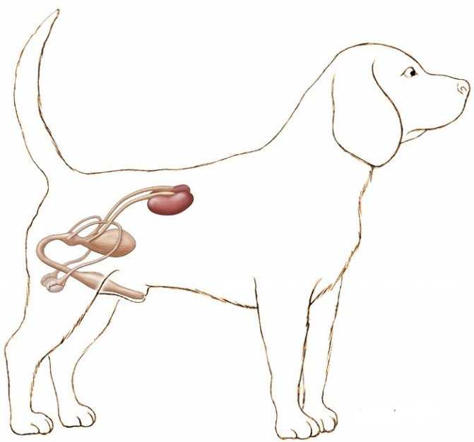 Собака с пододерматитом. клинический подход. часть 3.