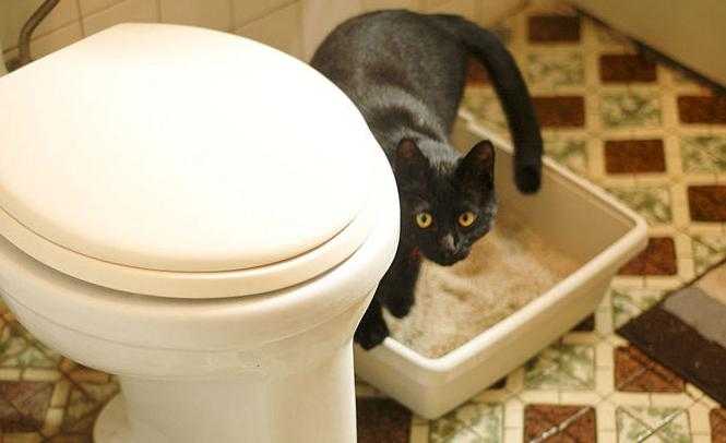 Как приучить к туалетному лотку старшую кошку