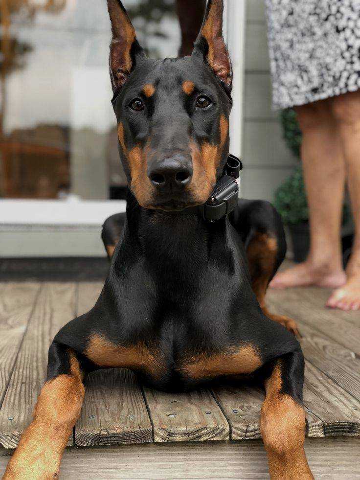 Доберман-пинчер – характеристика породы: внешний вид собаки, повадки и характер, содержание в домашних условиях, уход и дрессировка
