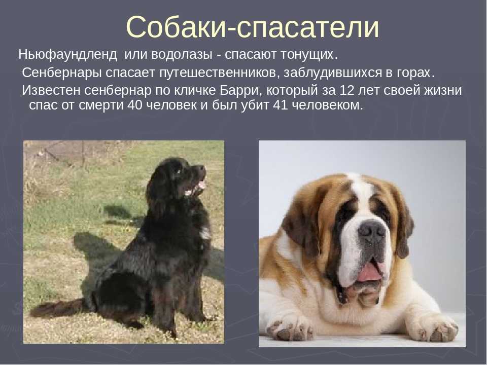 Сенбернар собака. описание, особенности, уход и цена сенбернара