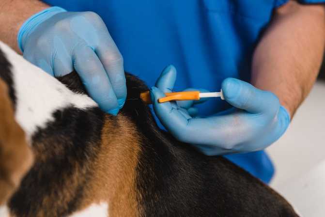 Что нужно знать о чипировании животных*. белпресса