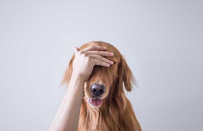 Как побороть страх собаки перед чужими людьми и местностью? | блог ветклиники "беланта"
