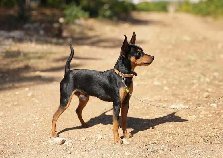 Пражский крысарик: описание породы, фото чешкой собаки, стандарт, сколько стоит