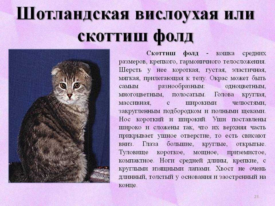 ᐉ британская вислоухая кошка описание породы характер - zoomanji.ru