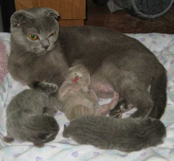 Сколько кошки ходят беременные первый раз британские. беременность британской кошки по неделям. эмоциональное состояние животного