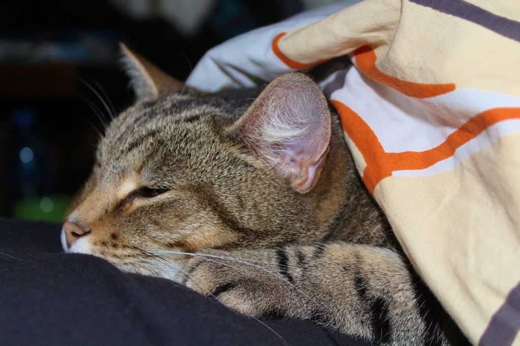 Может ли человек заразить кошку простудой: факты и рекомендации