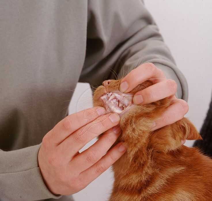 Железодефицитная анемия у кошек и собак: причины, симптомы, диагностика и лечение заболевания
