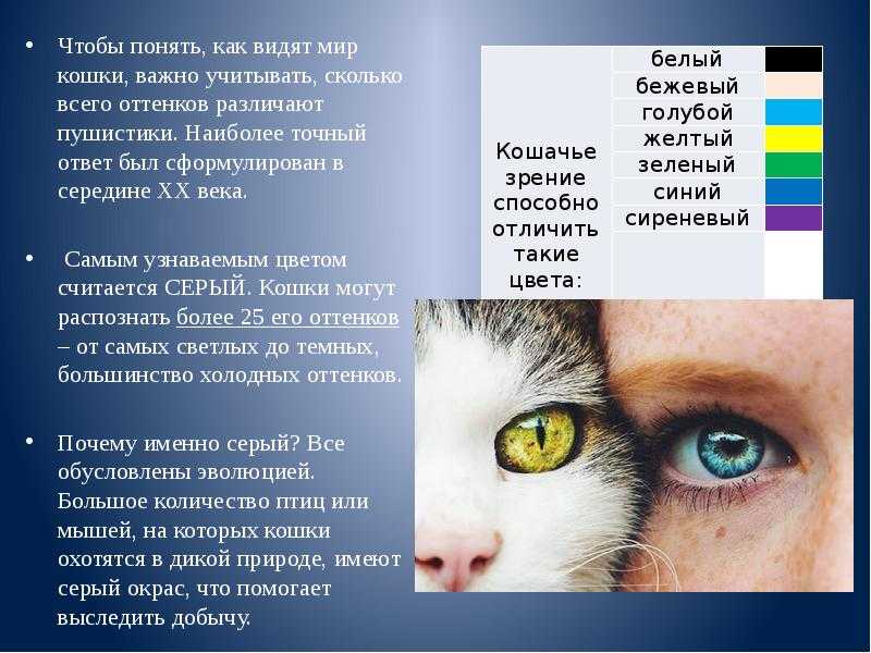 Сколько оттенков различает. Зрение кошек. Как видят кошки. Как видят мир кошки. Зрение глазами кошки.