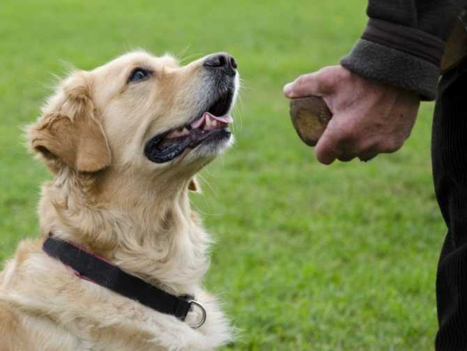 Чем занять собаку: игры с собакой дома и на улице (20 игр), как играть с собакой на прогулке - dogtricks.ru