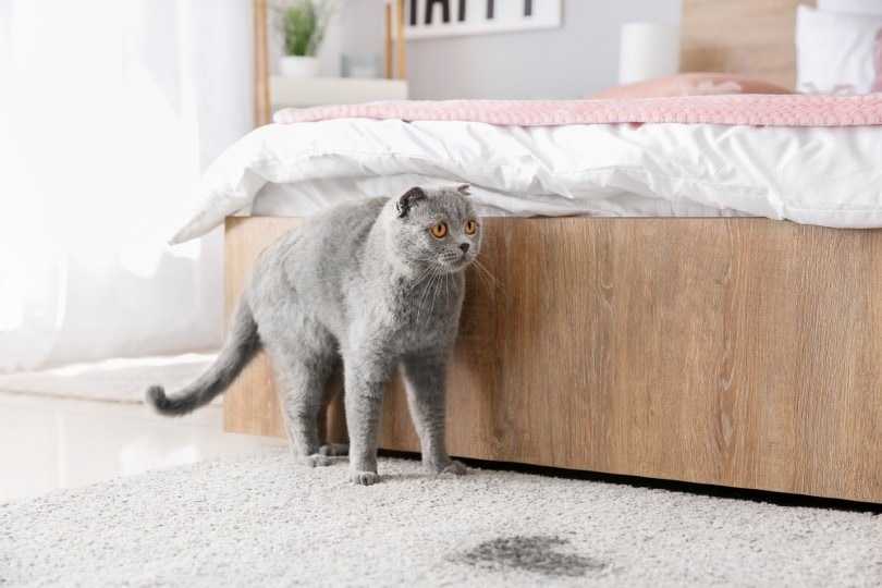 Что делать, если кошка начала гадить на кровать, возможные причины. необычные приметы: кошка гадит на кровать если кот гадит на кровать как отучить