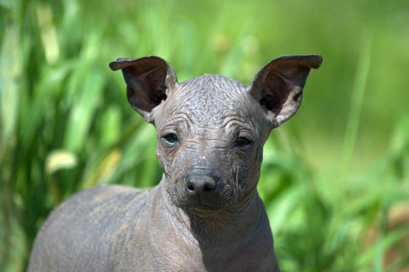 Ксолоитцкуинтли (мексиканская голая собака): описание породы, советы по уходу и содержанию