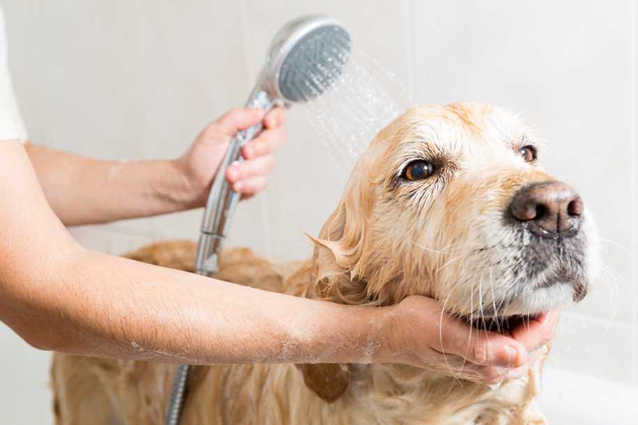 Нужно ли мыть собаку и как часто: советы экспертов