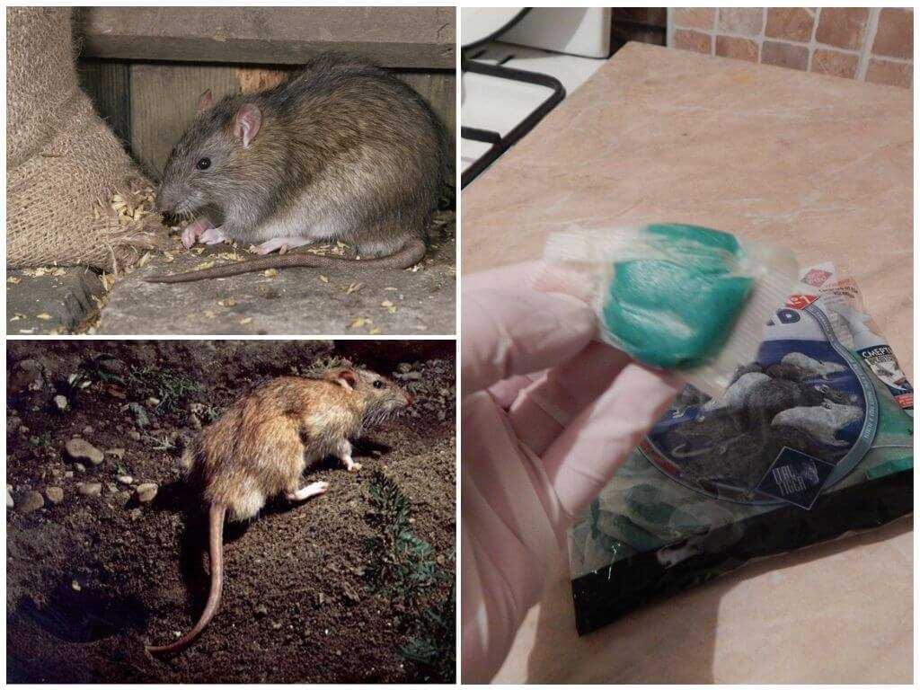 Кот съел отравленную мышь - что делать, симптомы и лечение