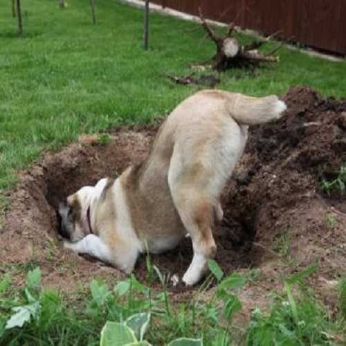 Почему собаки роют землю и как отучить собаку копать?