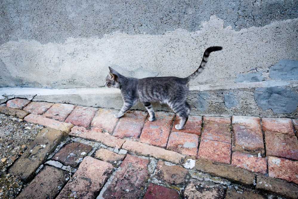 Как отучить кошку от улицы: всего 4 шага к успеху