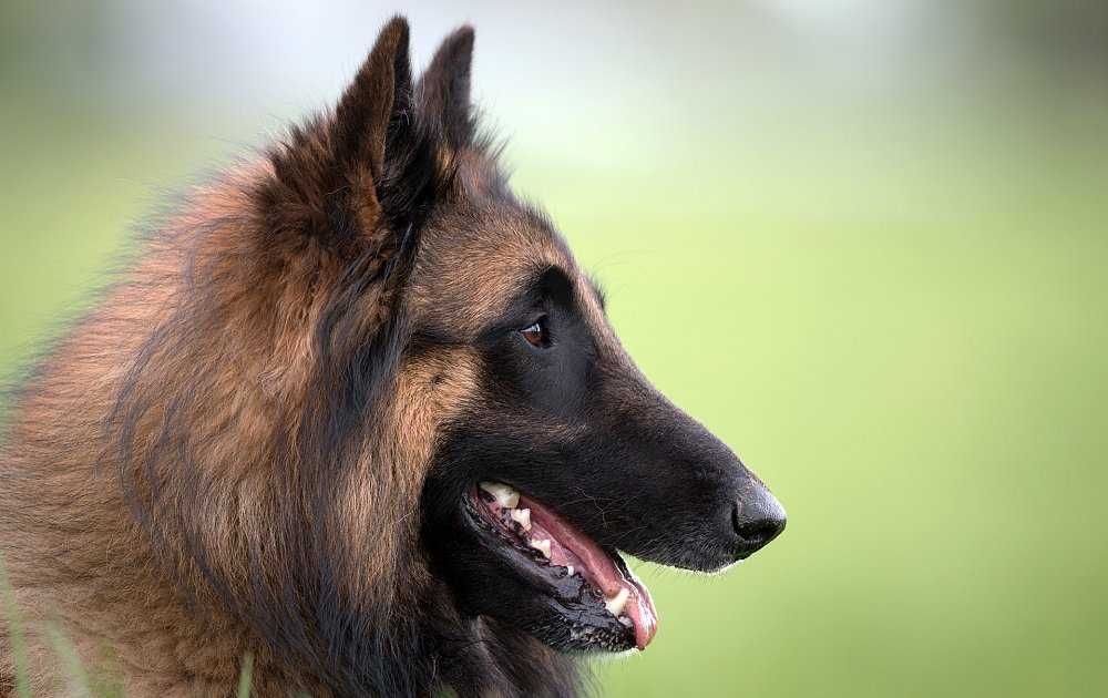 Бельгийская овчарка: виды собак с фото, рекомендации по уходу