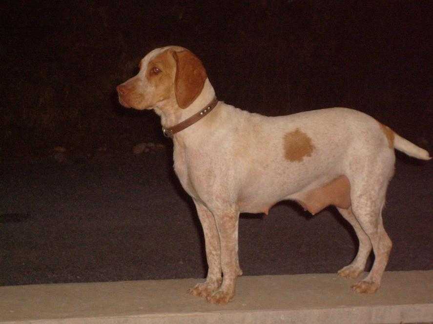 ᐉ самые редкие породы собак в мире – леонская кареа - zoomanji.ru