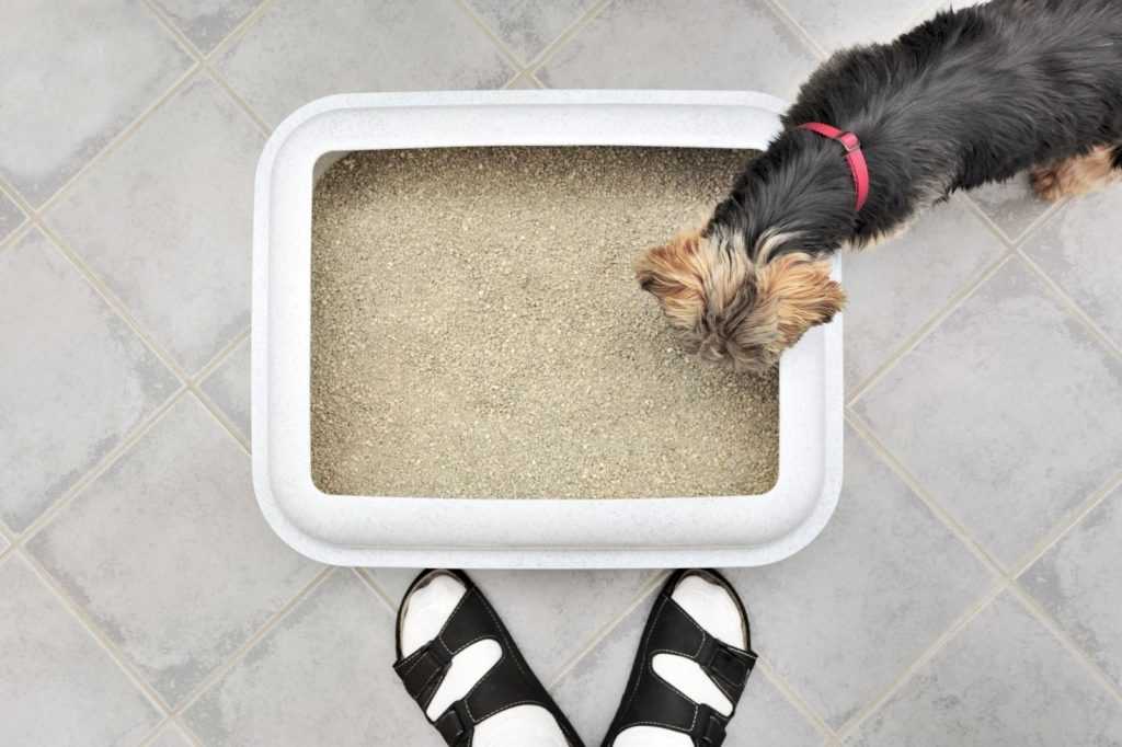 Как приучить собаку к туалету на улице или в квартире