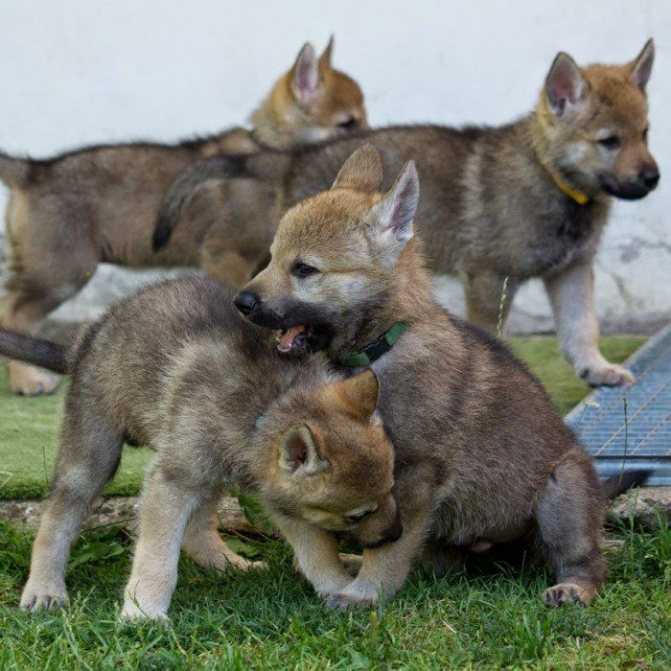 Фото чехословацкой волчьей собаки, чехословацкая волчья собака видео, дрессировка питомцев и отзывы хозяев
