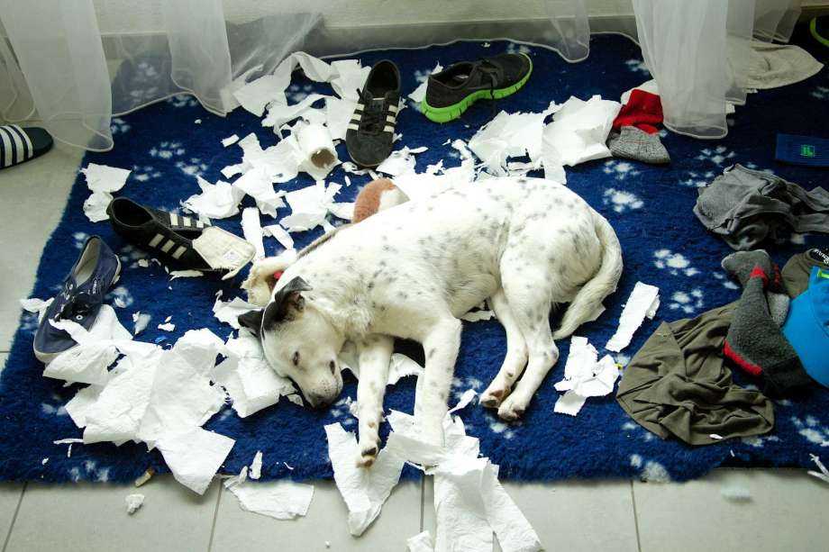 ᐉ как заставить собаку прекратить грызть вещи, которые ей грызть не следует - ➡ motildazoo.ru