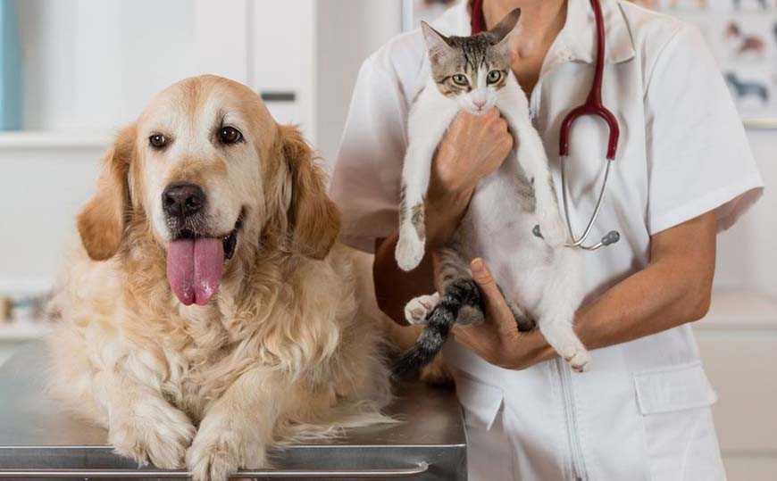 Пиодермия у собак или бактериальный пододерматит