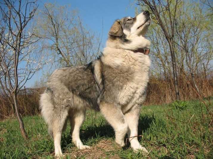 Немецкая овчарка - описание породы, характер, фото, цена щенка