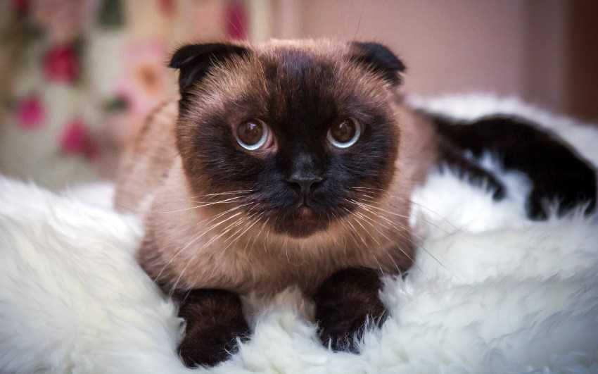 Сиамская кошка фото, цена котят, характер породы, отзывы