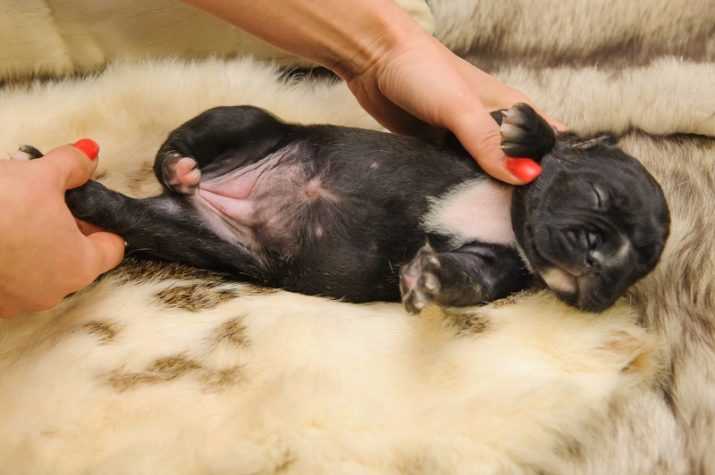 Как определить пол щенка: при рождении, в 1 или 3 месяца, по внешним признакам
