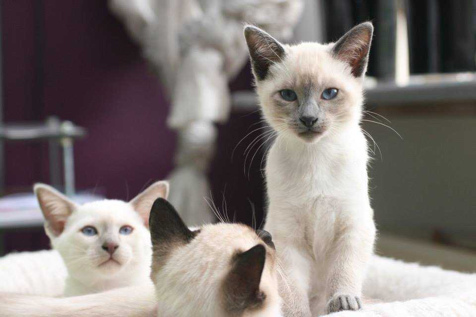 Чем отличаются тайские кошки от сиамских