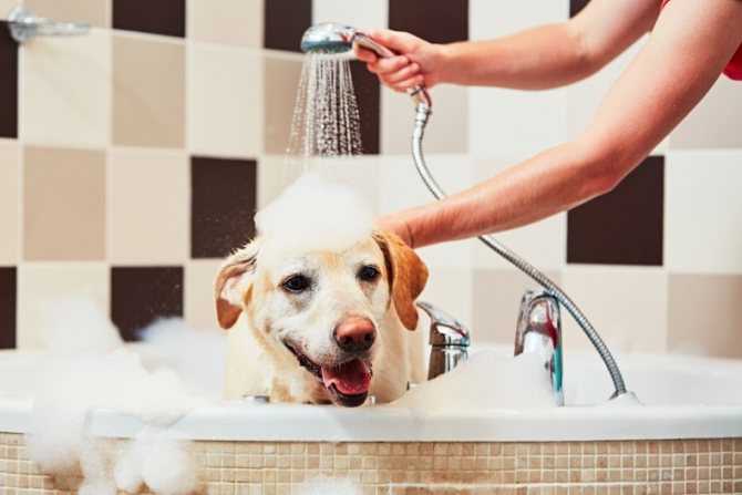 Как мыть собаку или щенка: насколько часто можно купать, организация купания в зависимости от условий содержания и породы, видео