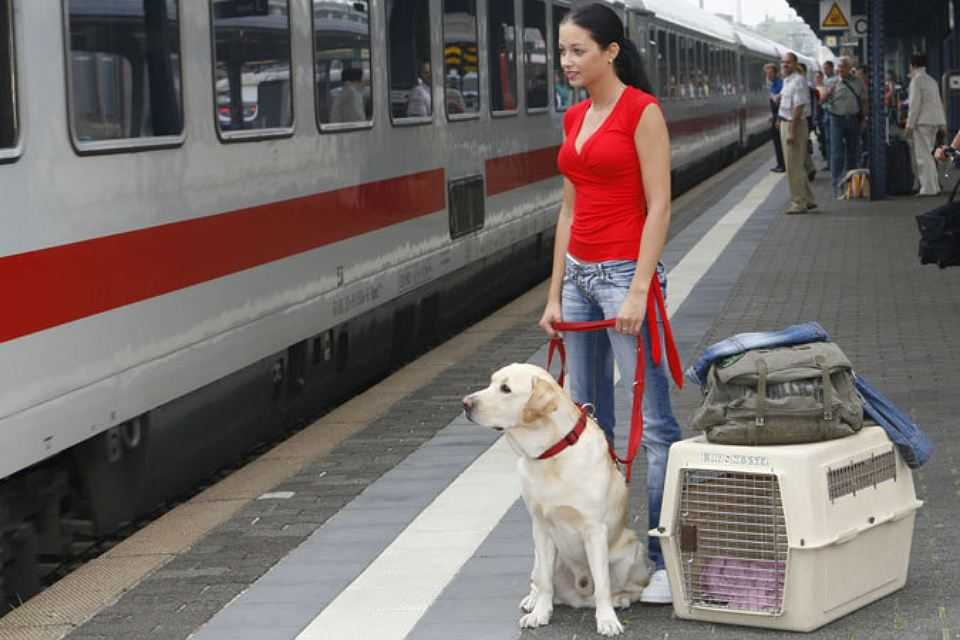 Особенности перевозки животных в поездах ржд в 2020-2021 году - правила для кошек и котов. как перевезти кошку в поезде